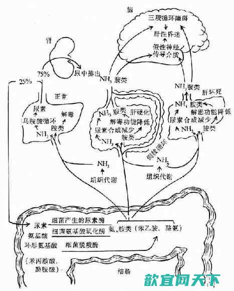 氨中毒的治疗方法