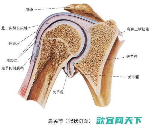 肩周炎悄然入侵你的身体