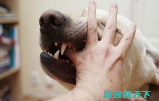 认识狂犬病，多一份认知就少点恐慌。