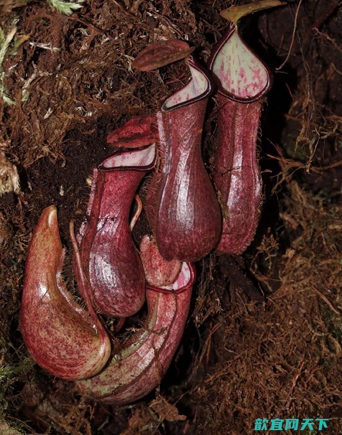 婆罗洲岛食肉植物猪笼草Nepenthes pudica可以捕捉生活在地下的猎物