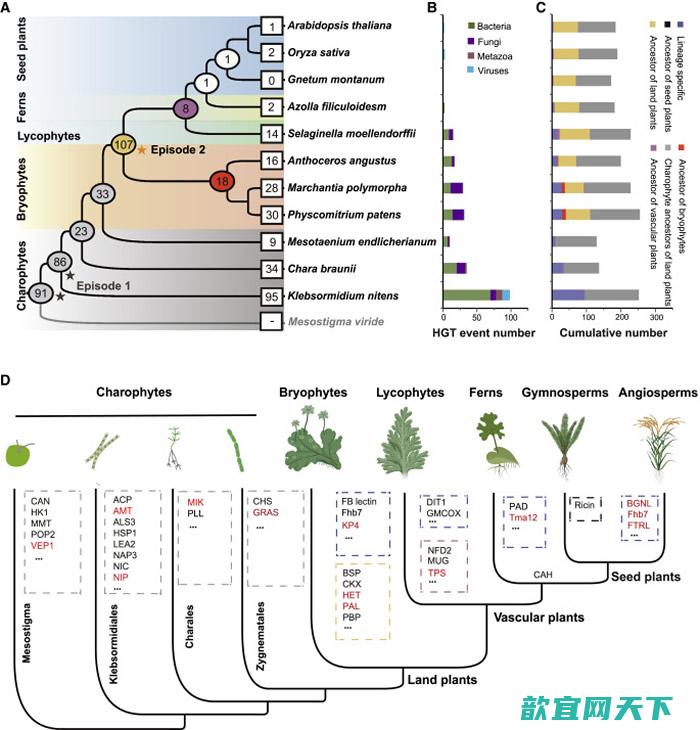 水平基因转移的重大事件推动了陆地植物的进化