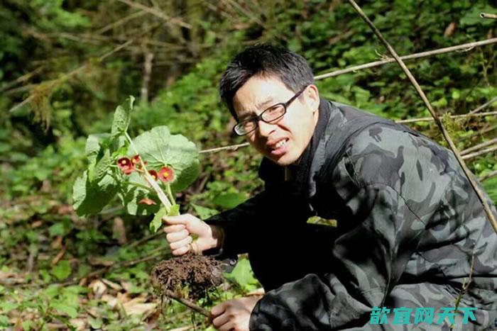 四川北川县小寨子沟国家级保护区一种新的：北川驴蹄草