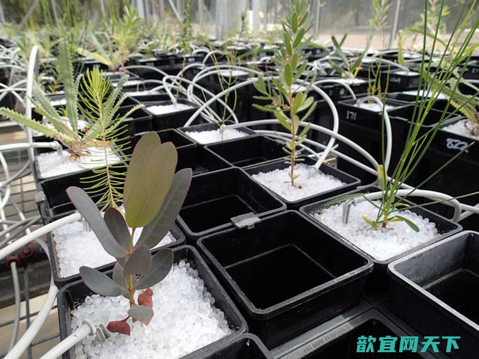 新研究对土壤生物群的组成如何导致植物多样性提供线索