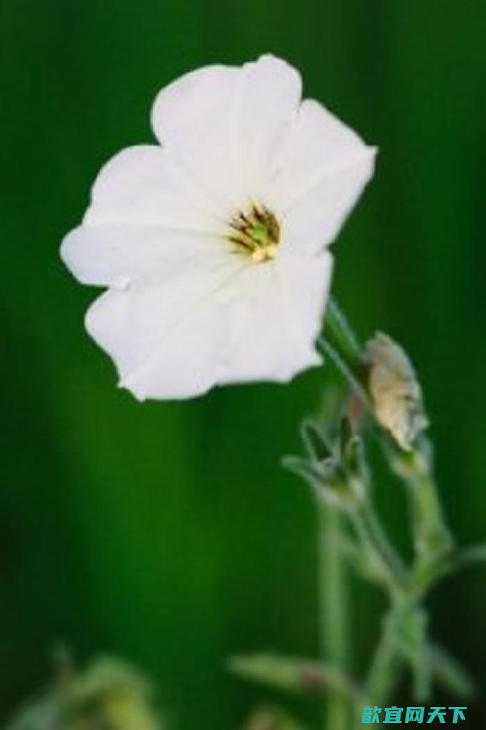 揭秘矮牵牛花的气味