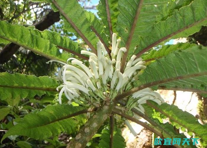 夏威夷西毛伊岛山脉发现Cyanea heluensis