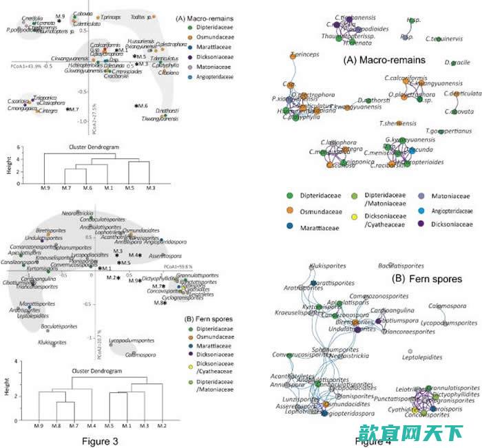 左图为真蕨植物大和蕨类孢子的聚类分析及主成分分析；右图为基于共生关系分析的蕨类大植物及蕨类孢子共存网络图。