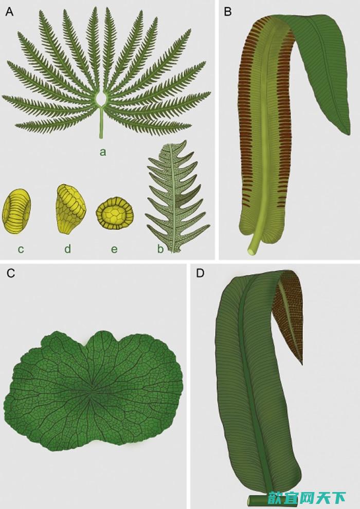 四川盆地晚三叠世部分真蕨植物复原图