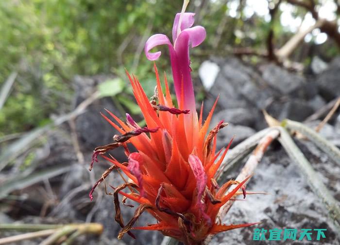 Acanthostachys calcicola在石灰岩中生长。