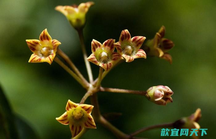 津巴布韦土著用Marsdenia chirindensis制成草药治病。