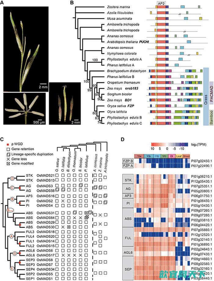 禾本科小穗发育相关FZP和MADS-box家族的演化