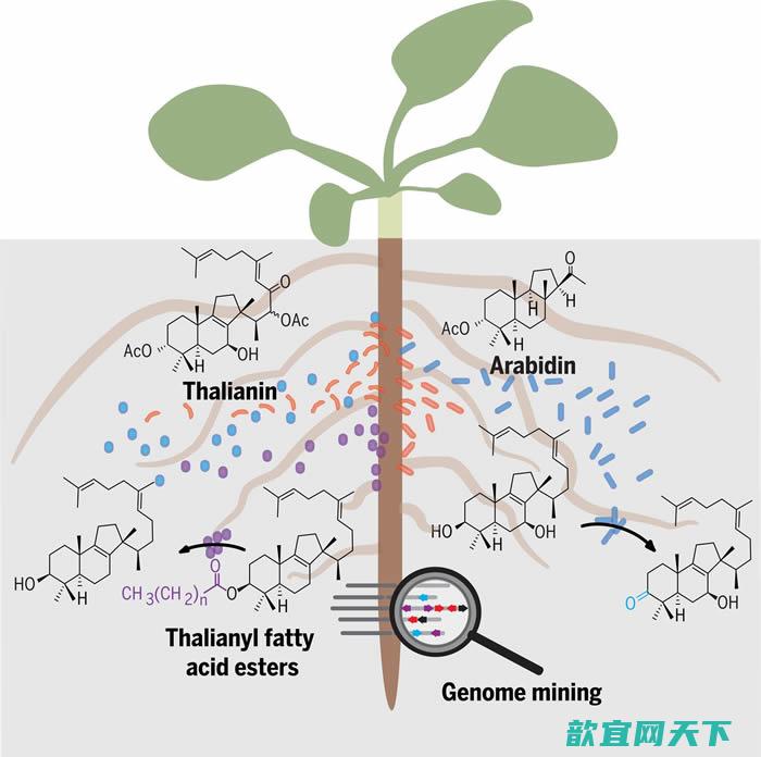 植物根部会用特化代谢物定制其土壤环境