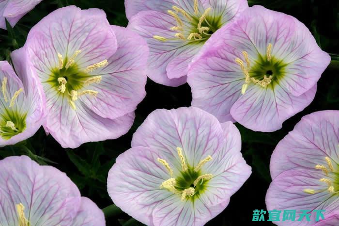 月见草（Oenothera drummondii）的碗型花朵可能对它们的听力很重要。 PHOTOGRAPH BY DENNIS FRATES/ ALAMY