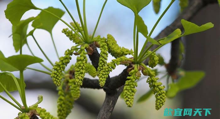 扬州大学研究发现银杏的植物组织能在几百年甚至几千年内不停生长