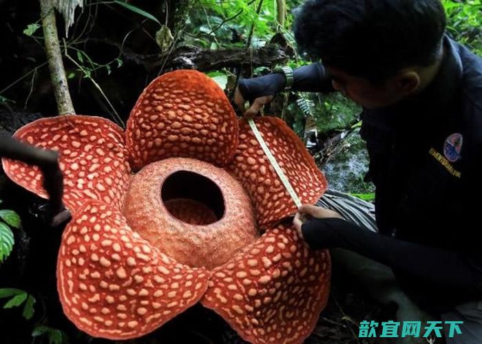 印尼苏门答腊雨林中发现有史以来最大的“食人花”腐尸花 直径达111厘米