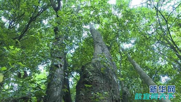 云南高黎贡山国家级自然保护区保山段发现珍稀濒危植物滇桐野生居群