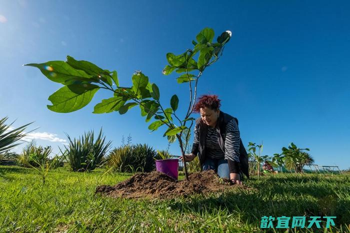 薛莉登． 怀泰（Sheridan Waitai）正在帮一棵凯科玛寇幼苗浇水，她和其他纳提库里部族成员种下了80棵树苗，这是其中一棵。 这个在地毛利部族负责守护生