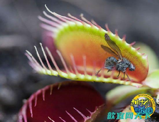 揭开食肉植物进化奥秘