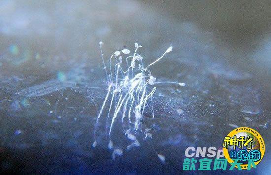 江西庐山发现传说3000年一开优昙婆罗花