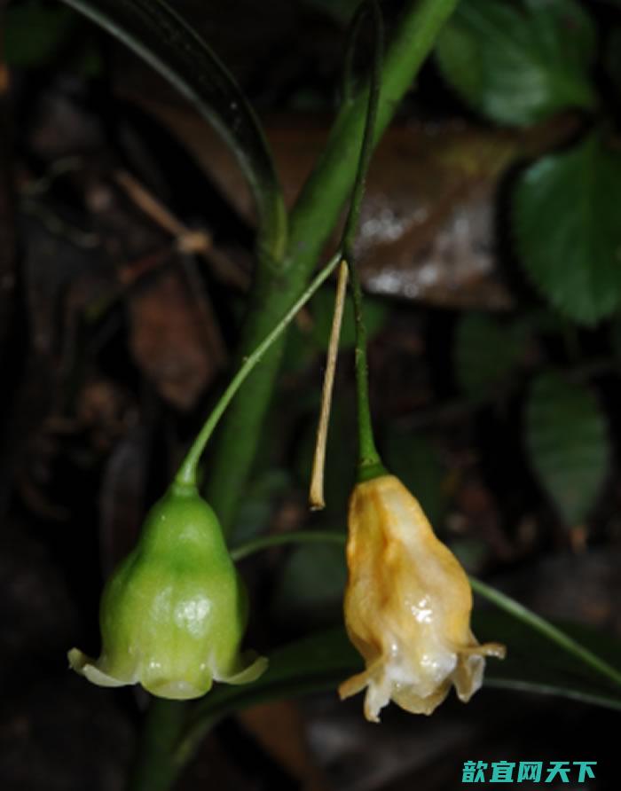 钟花黄精（Polygonatum campanulatum G. W. Hu）的花