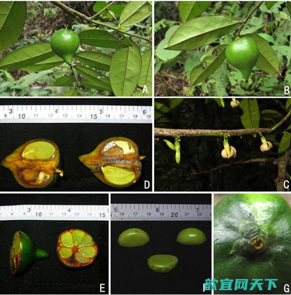 广西石灰岩地区柿属一新种