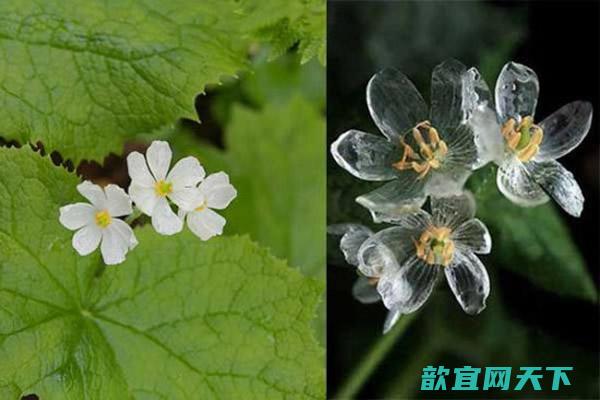 日本“山荷叶”淋雨后居然整朵花变得如水晶般透明