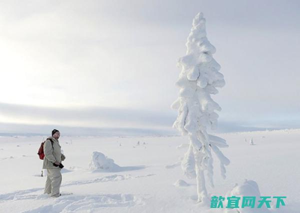 瑞典山脉发现上最的树木 9500岁仍在生长