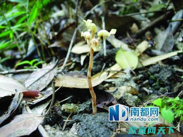 广东南岭自然保护区发现7个植物新物种