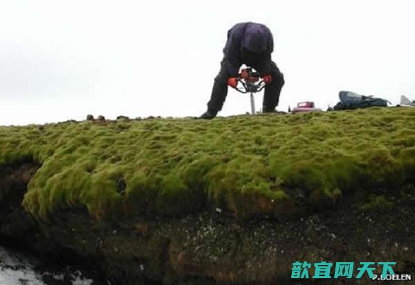 苔藓覆盖的海岸是经过数千年的积累形成的