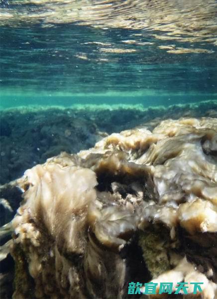 “岩石鼻涕”并非入侵生物而是一种本地化生物