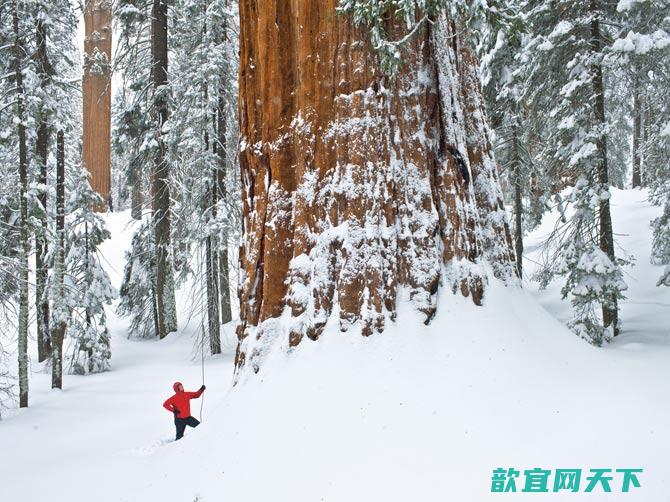 斯雷特说，巨杉是能抗雪的树，很适应内华达山漫长的冬季。不过它也是能防火的树。肥厚的树皮能保护树木免于遭到闪电引起的火灾燃烧，而火灾能让毬果打开、清除下层植被，让