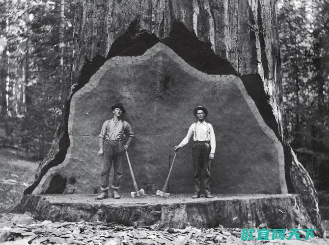 这棵位于康维士盆地的巨木在1900年代初遭人砍伐之前，曾是许多人拍照的背景。砍伐困难让其他树林中的巨杉免于这样的命运。