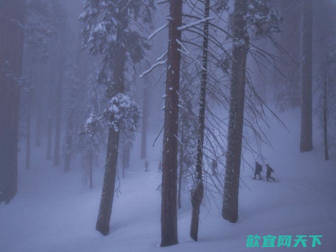 巨杉坚定地屹立在它们偏远的栖地上，承受冬雪的重量和许多其他压力。它们看尽了时代、潮流与的来去；我们不过是最新的一批过客罢了。