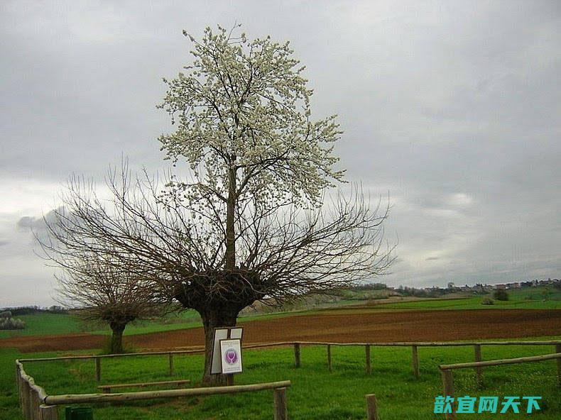 意大利小镇“双生”怪树“Bialbero de Casorzo”：樱桃树长在桑树顶部