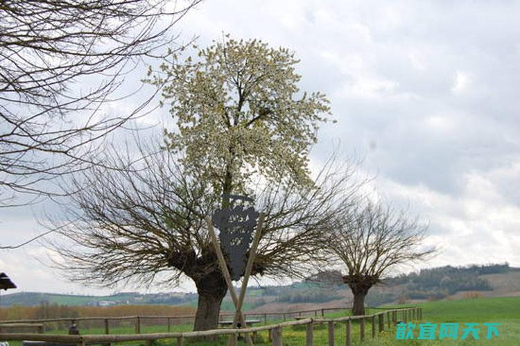 意大利小镇“双生”怪树“Bialbero de Casorzo”：樱桃树长在桑树顶部