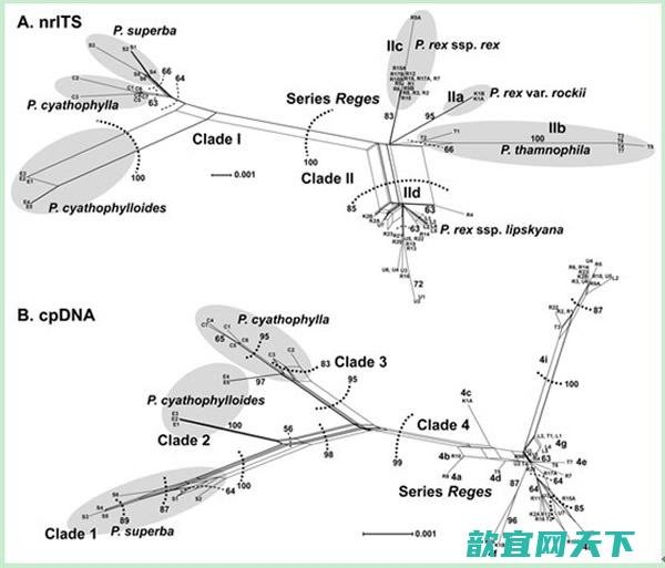 基于ITS（A）和联合数据（B）构建的斗叶组的网状进化图