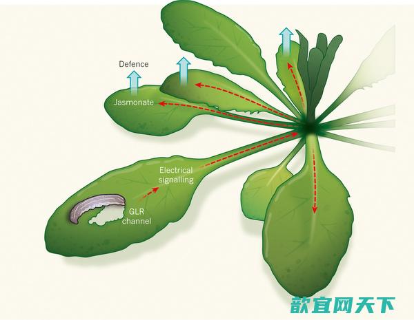 研究证实植物能用电传递受伤信号