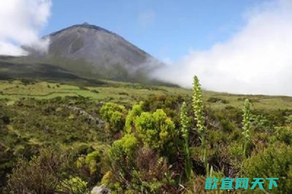 欧洲最稀有的兰花物种蝴蝶兰重现在亚速尔群岛一处火山脊上