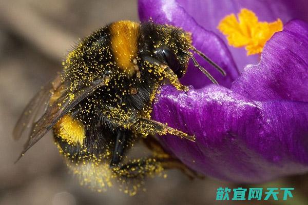 失去一种传粉物种可能对植物繁殖产生不良影响