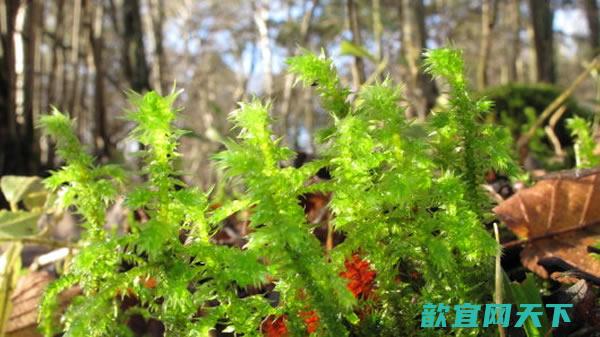 重建陆生植物的系统发生关系