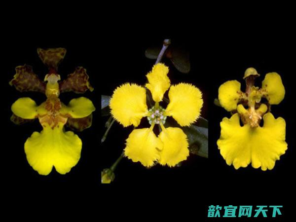 龟壳兰花靠颜色“骗来”传粉者