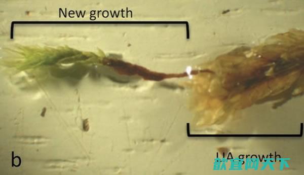 400年前冰冻于冰川下的苔藓植物复活