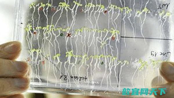 英国科学家发现植物天生具备数学能力