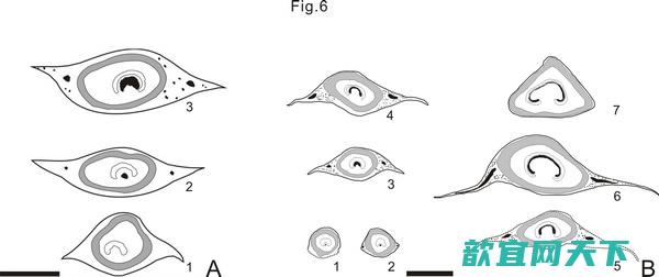辽西侏罗纪北票阿氏茎（新种）（A）和新生代紫萁Osmunda shimokawaensis（B）叶柄基横切面构造发育阶段及其比较图