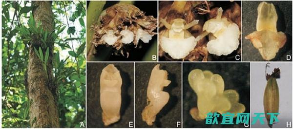 发现兰科植物禾叶兰属一新记录种