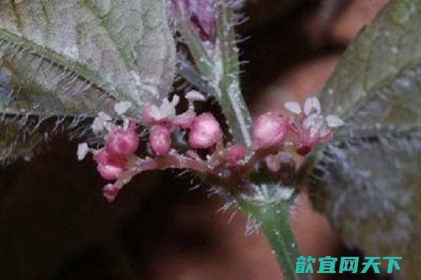 植物学家在中国南部洞穴发现荨麻科新品种