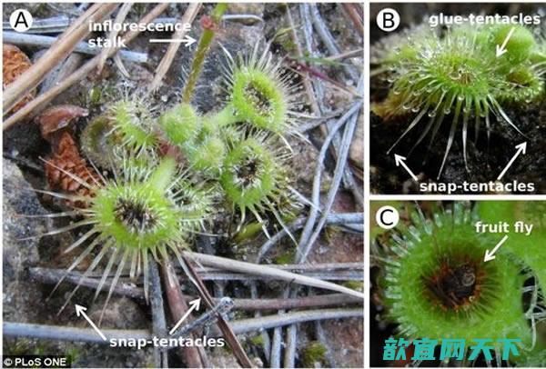 一种肉食植物能在400毫秒内捕捉蝇虫