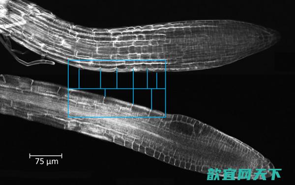 新研究显示太空中缺少重力并不影响实验植物生根