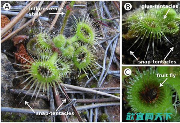 最新研究显示肉食植物粘性毛毡苔具有更复杂的“捕食策略”