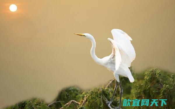 白鹭：世界上最纯洁的鸟（身披洁白羽毛像白雪公主）