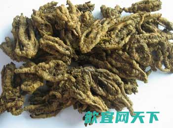 黄连的功效与食用方法及作用